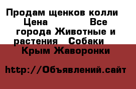 Продам щенков колли › Цена ­ 15 000 - Все города Животные и растения » Собаки   . Крым,Жаворонки